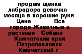 продам щенка лабрадора девочка 2 месяца в хорошие руки › Цена ­ 8 000 - Все города Животные и растения » Собаки   . Камчатский край,Петропавловск-Камчатский г.